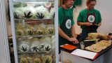 cannafest_12