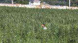 hemp_farm_vranc_03