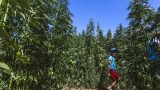 hemp_farm_vranc_04