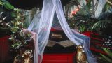 k5_11_jungle_room