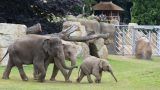 slonם samice v novיm venkovnםm v‎bלhu